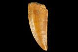 Serrated, Raptor Tooth - Real Dinosaur Tooth #127054-1